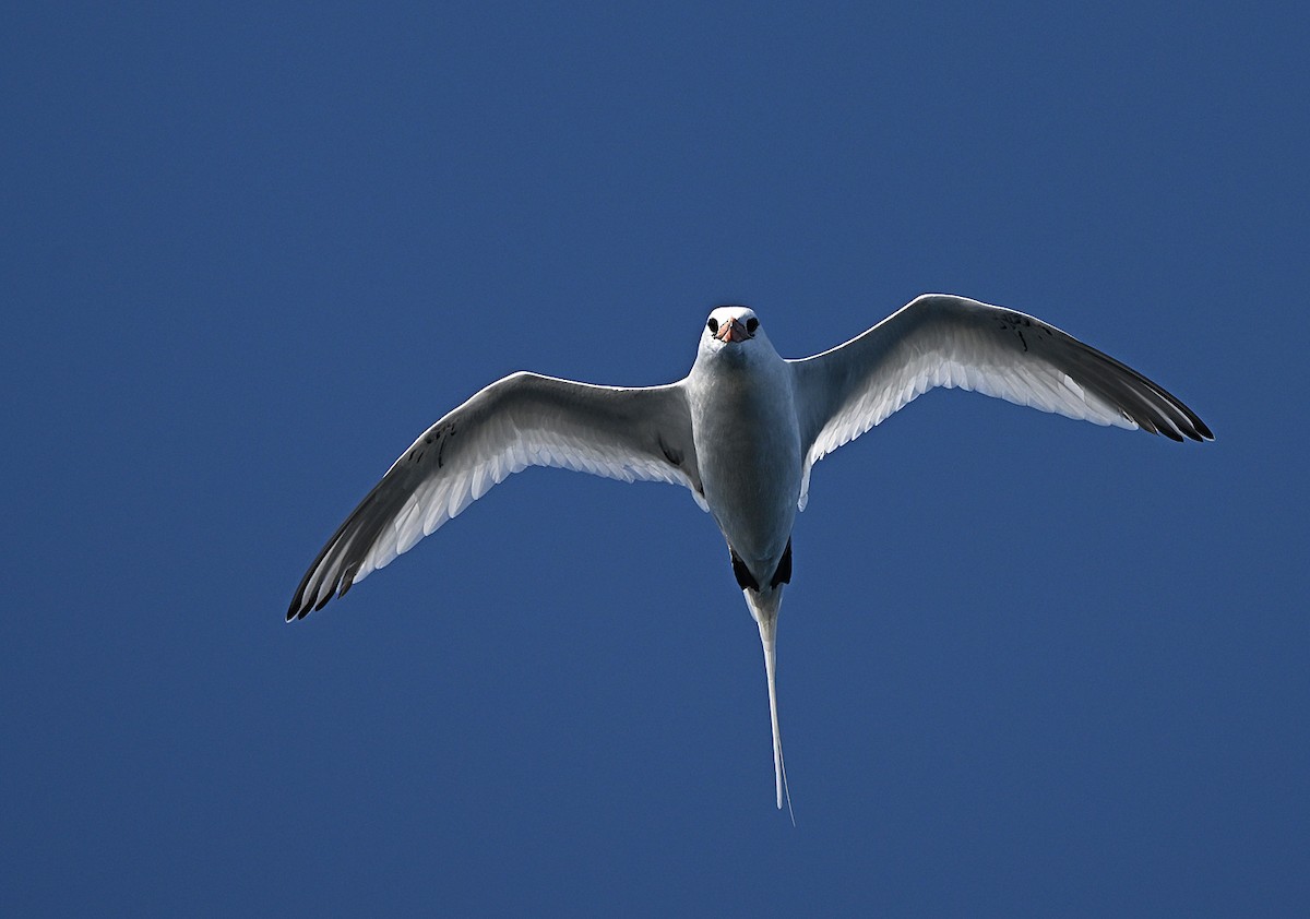Red-billed Tropicbird - ML646595842