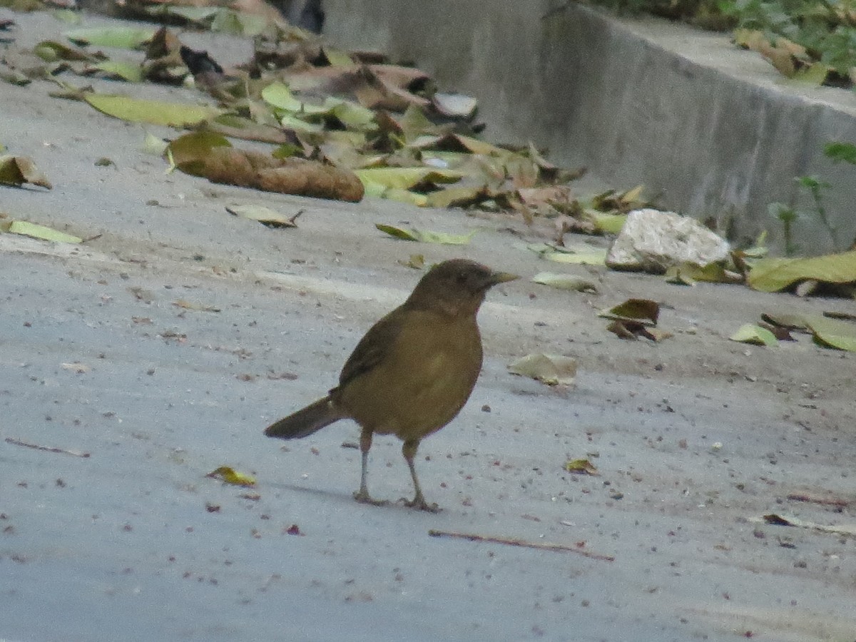 Clay-colored Thrush - ML646595843