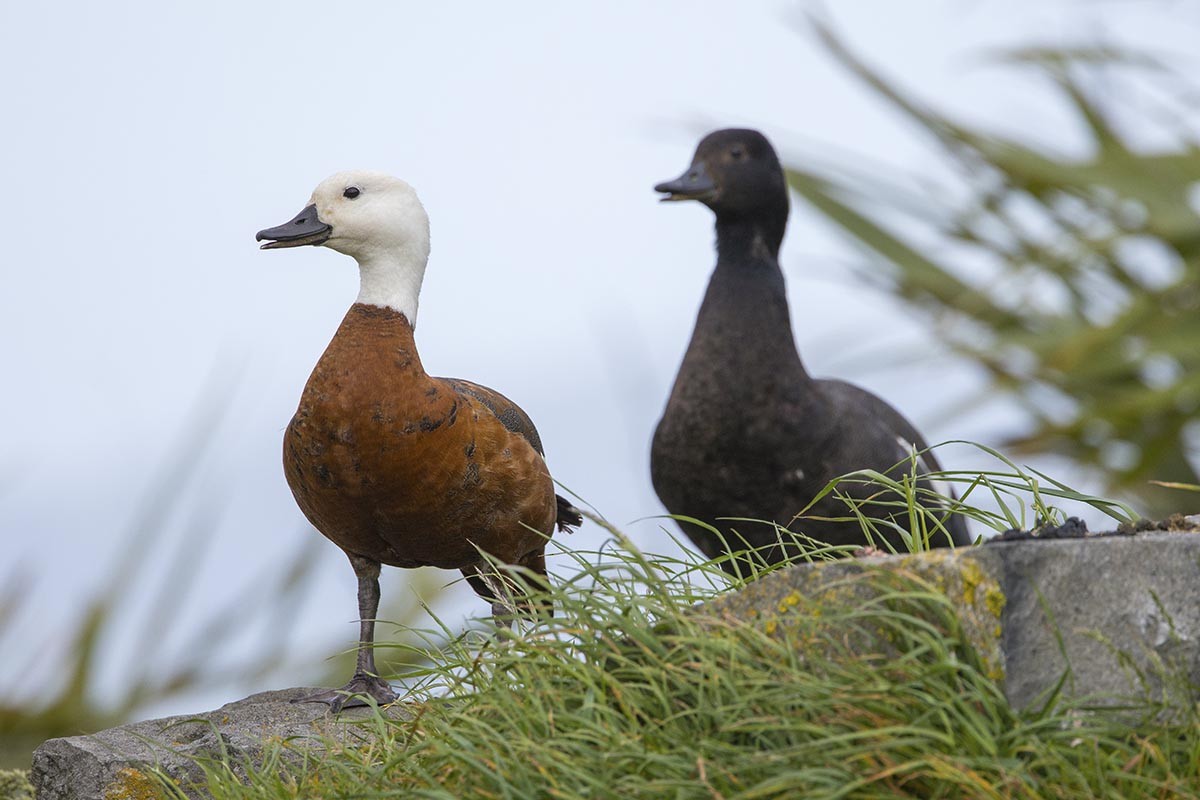 Paradise Shelduck - ML646595844