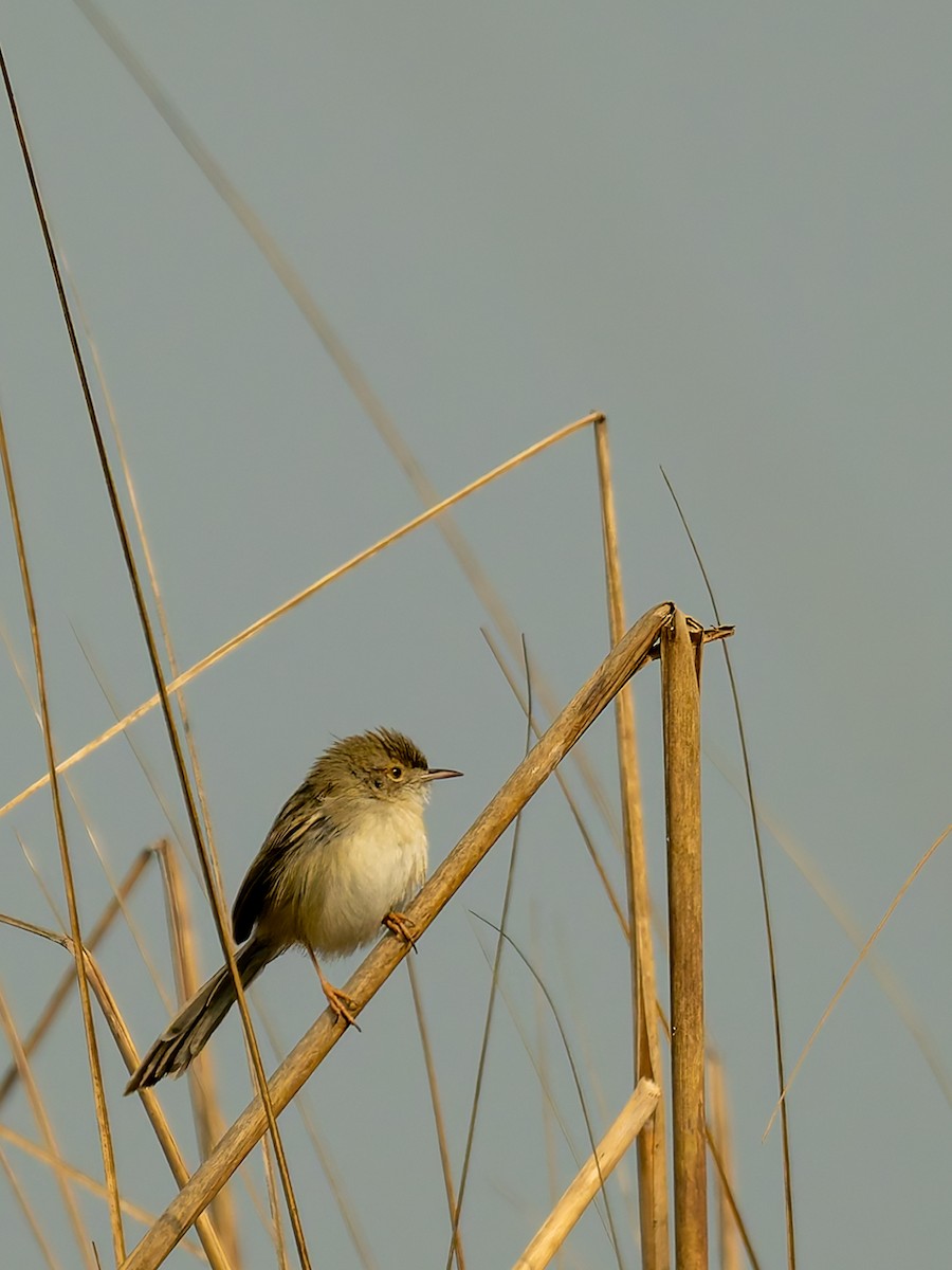 Delicate Prinia - ML646595845