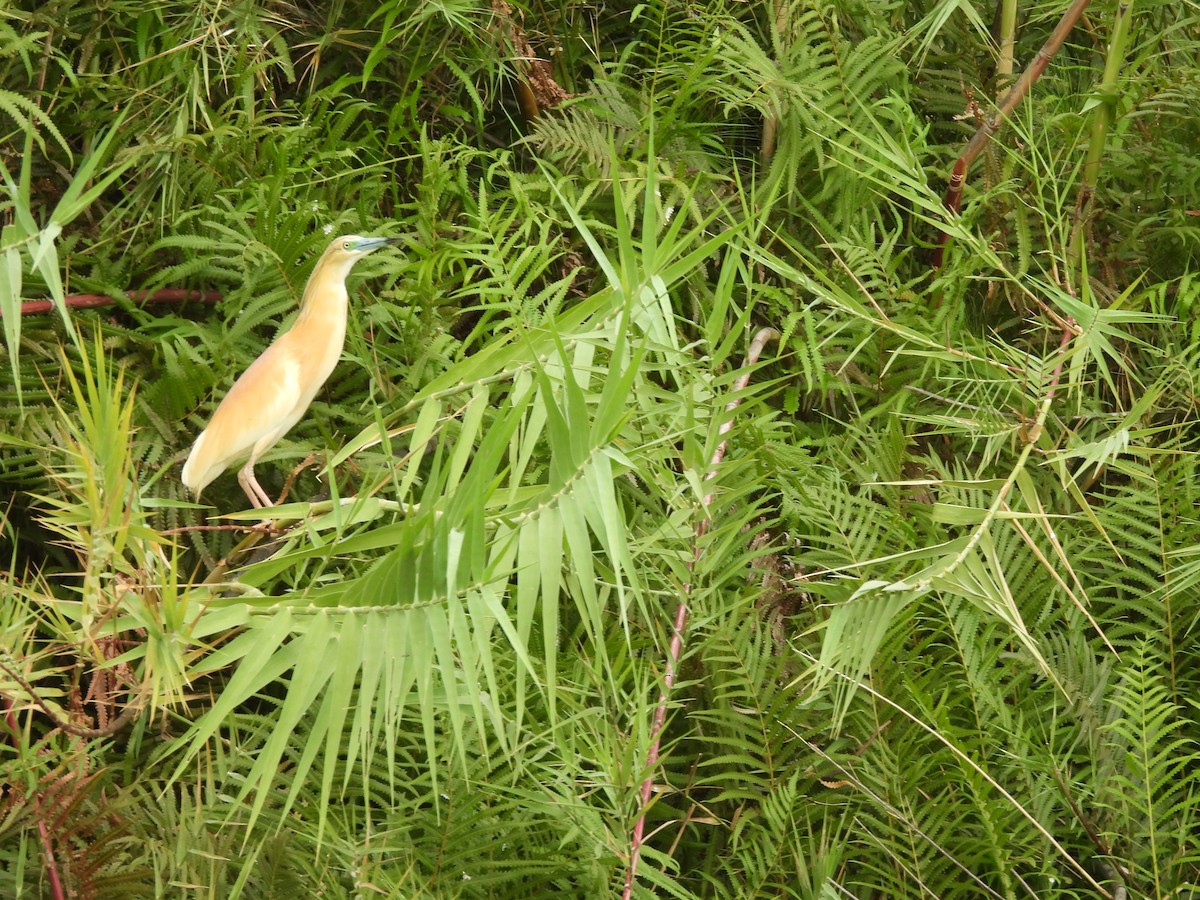 Squacco Heron - ML646595847