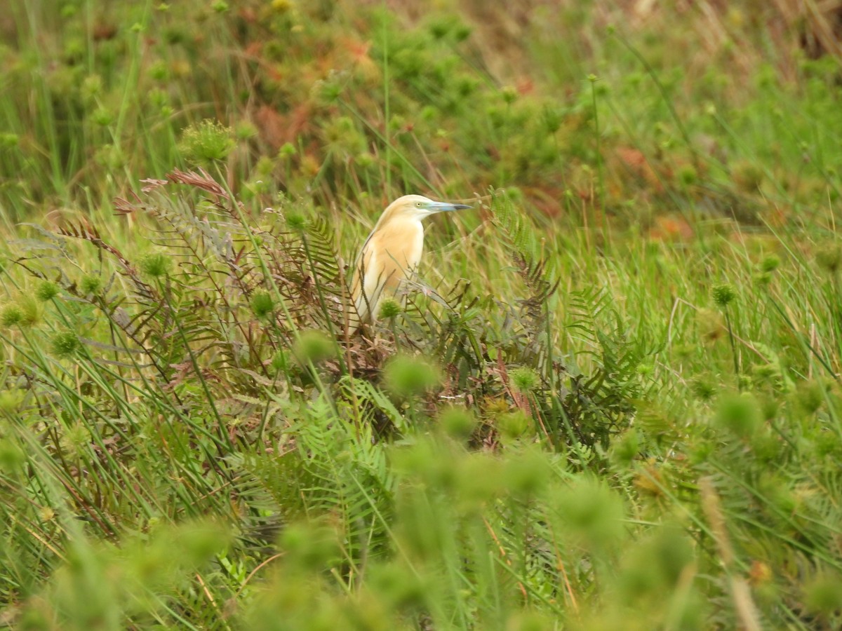 Squacco Heron - ML646595850