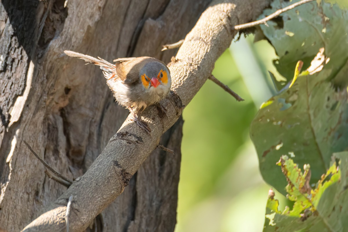 Orange-cheeked Waxbill - ML646595851