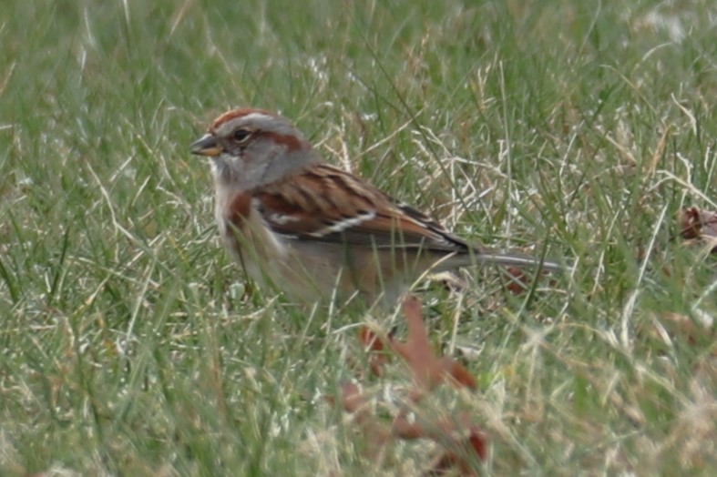 American Tree Sparrow - ML646595852