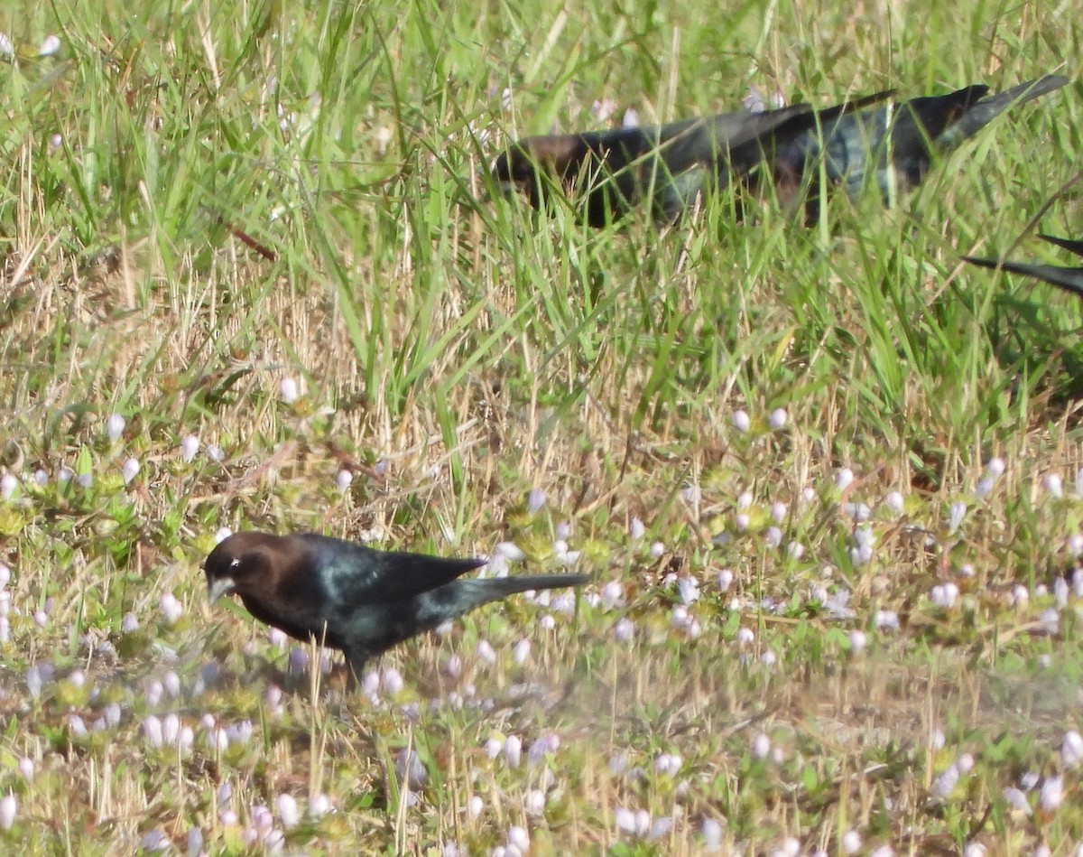 Brown-headed Cowbird - ML646595853