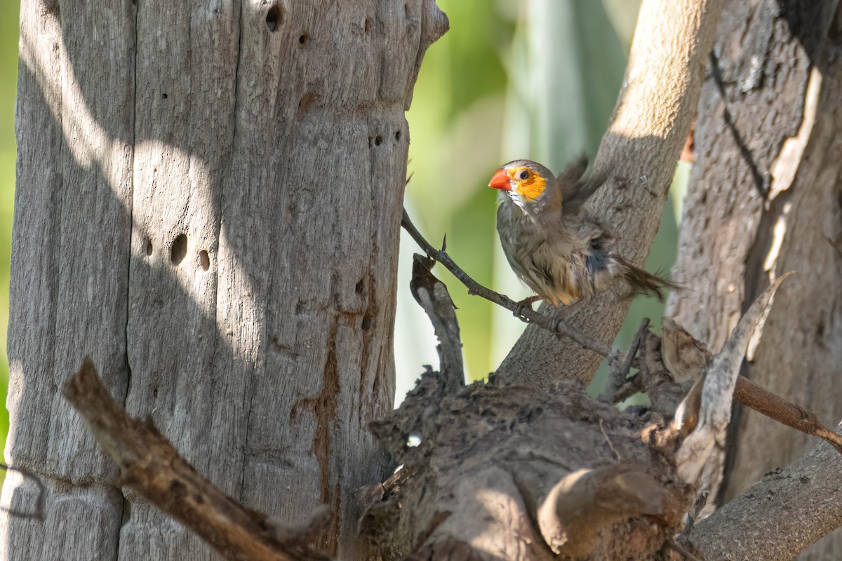Al Yanaklı Mumgaga - ML646595854