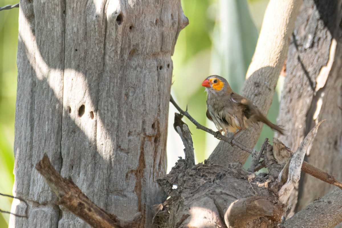 Al Yanaklı Mumgaga - ML646595855