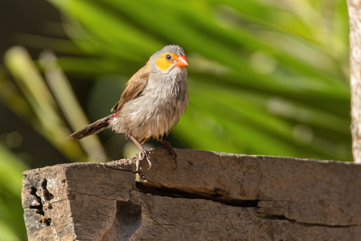 Al Yanaklı Mumgaga - ML646595856