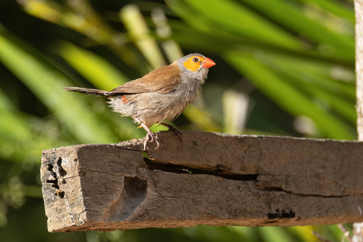 Al Yanaklı Mumgaga - ML646595858