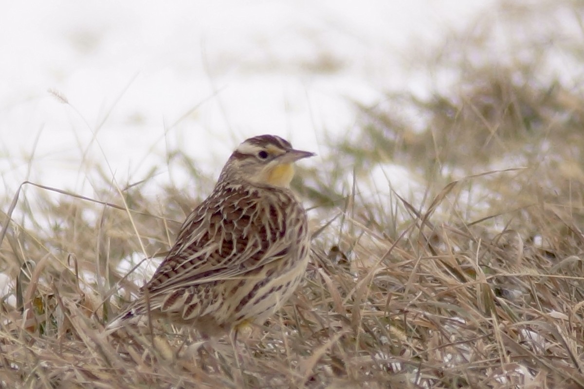 Eastern Meadowlark - ML646595859