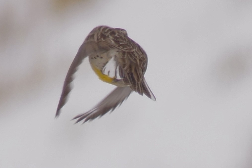 Eastern Meadowlark - ML646595860