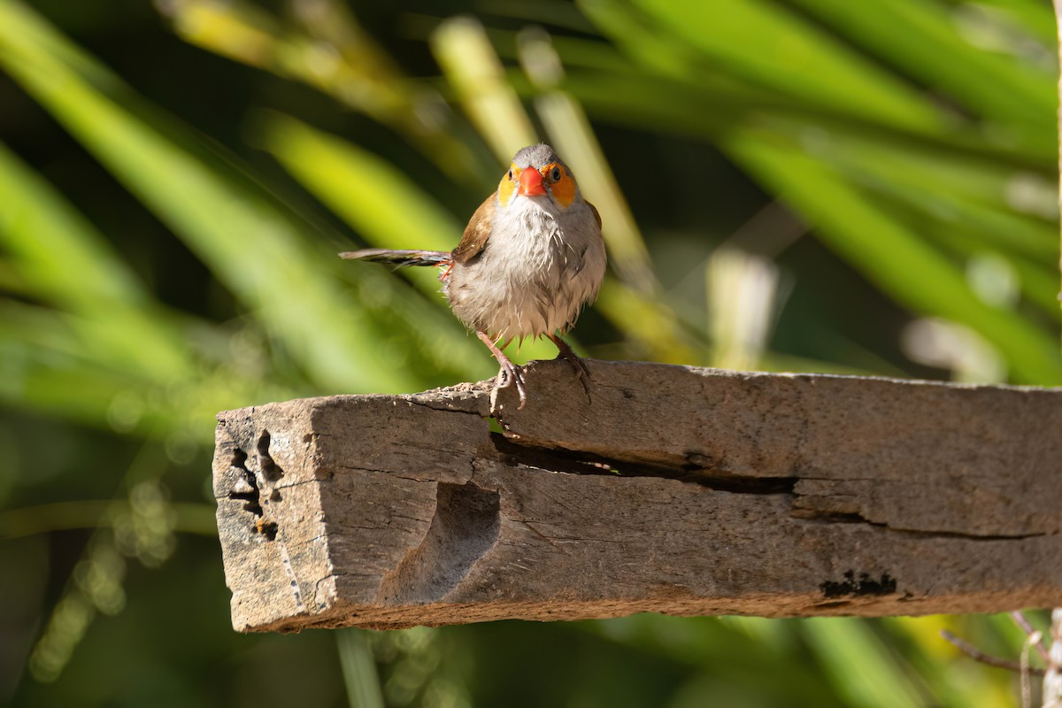 Al Yanaklı Mumgaga - ML646595861