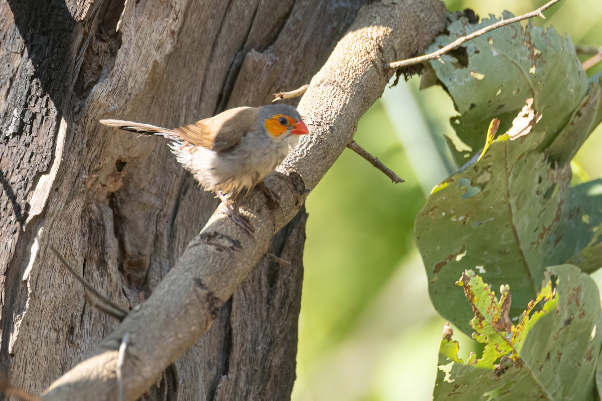 Al Yanaklı Mumgaga - ML646595862