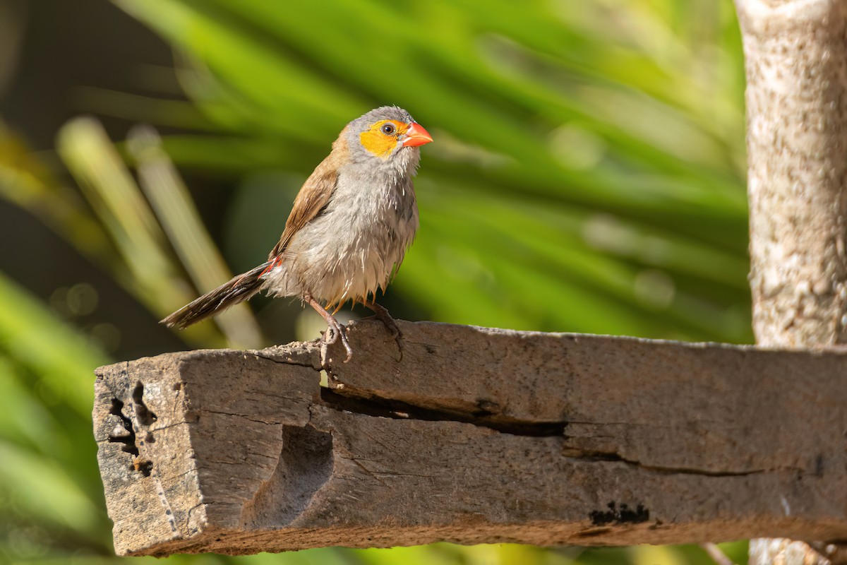 Al Yanaklı Mumgaga - ML646595863