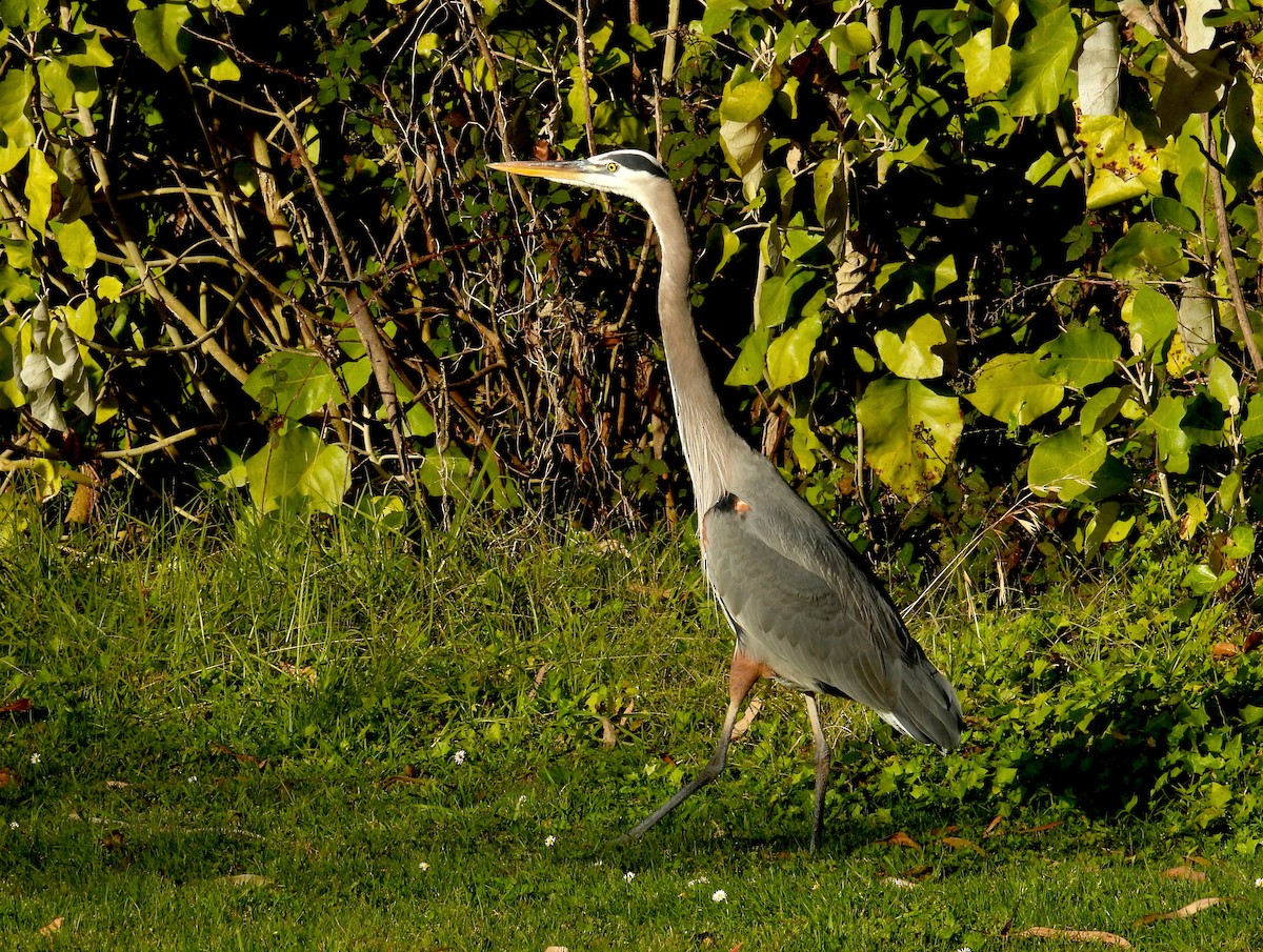 Great Blue Heron - ML646595864