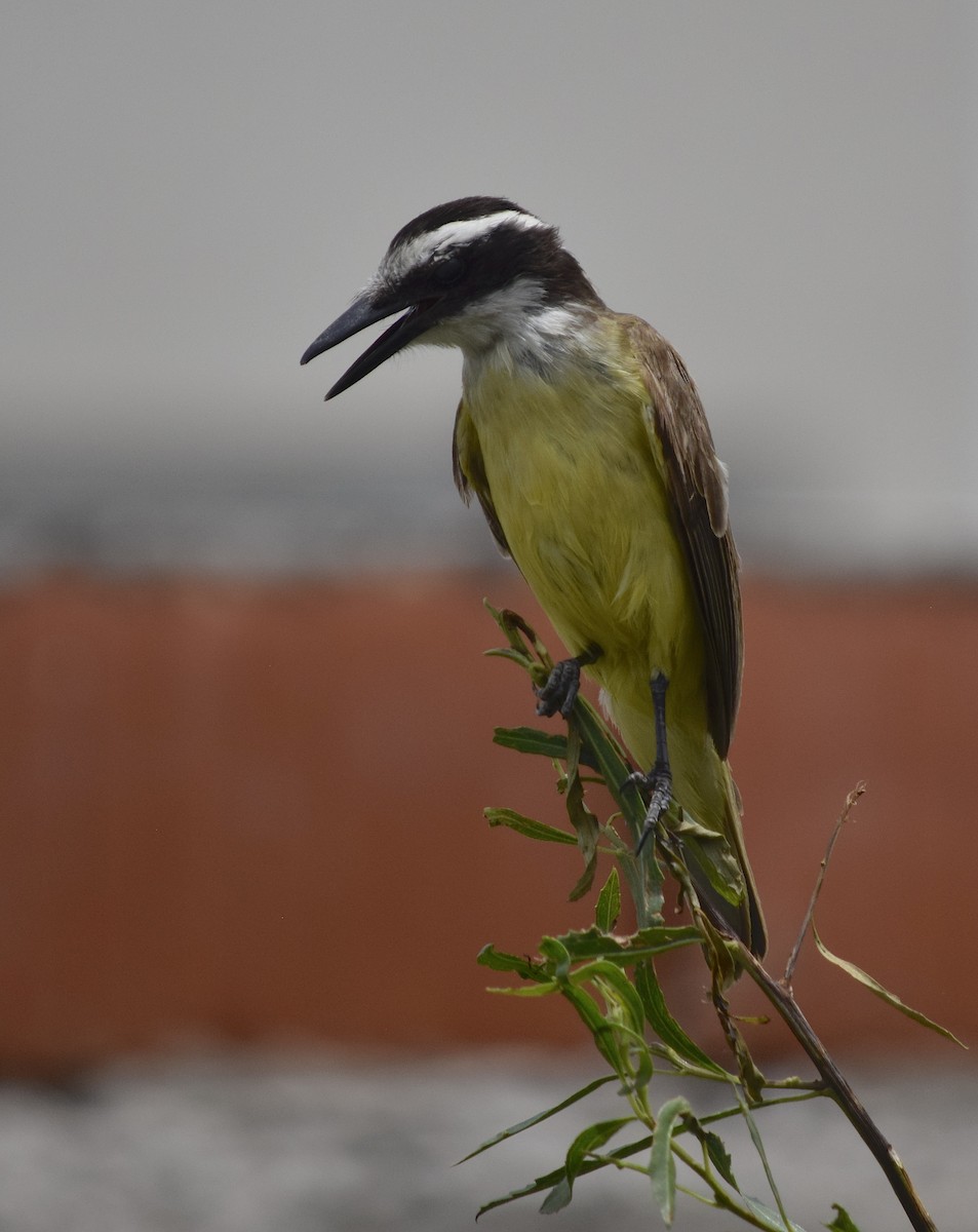 Great Kiskadee - ML646595866