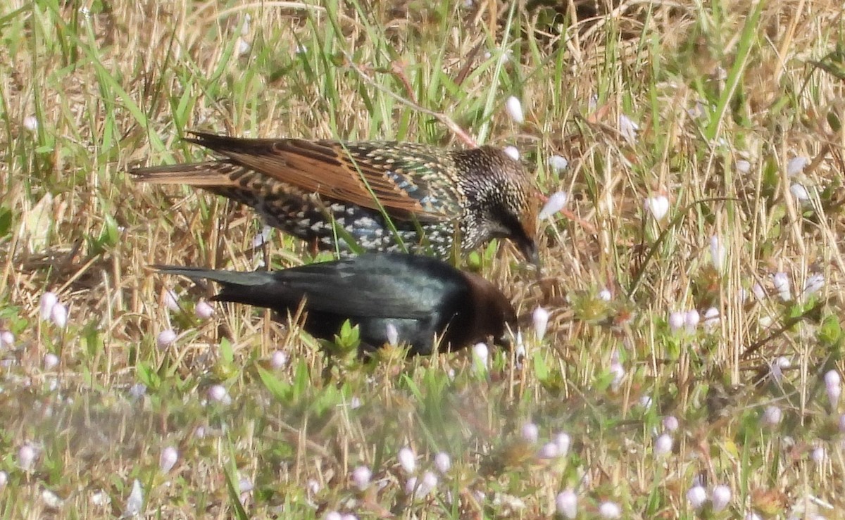 Коровий трупиал, буроголовый желтушник - ML646595867