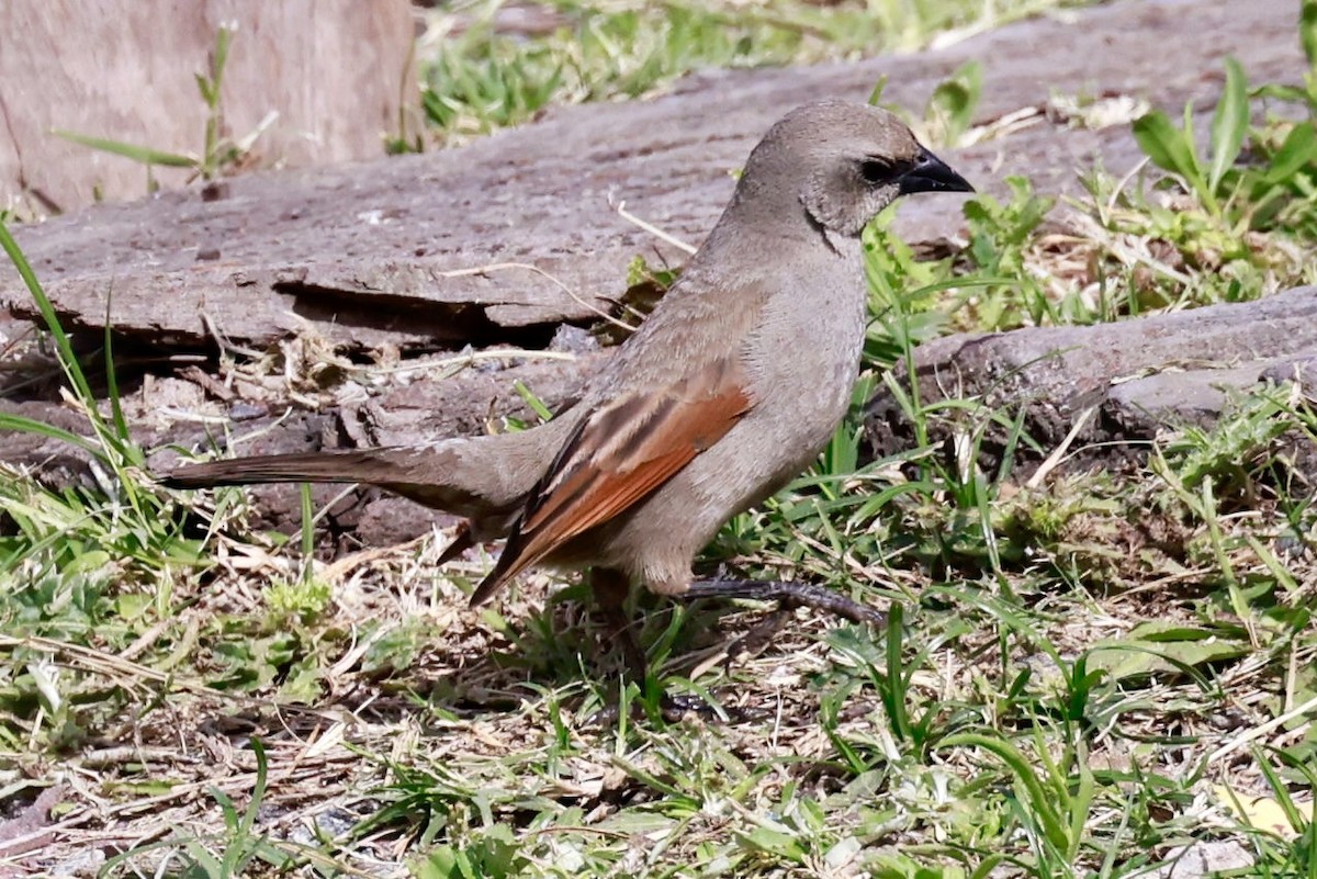 Вашер рудокрилий - ML646595872