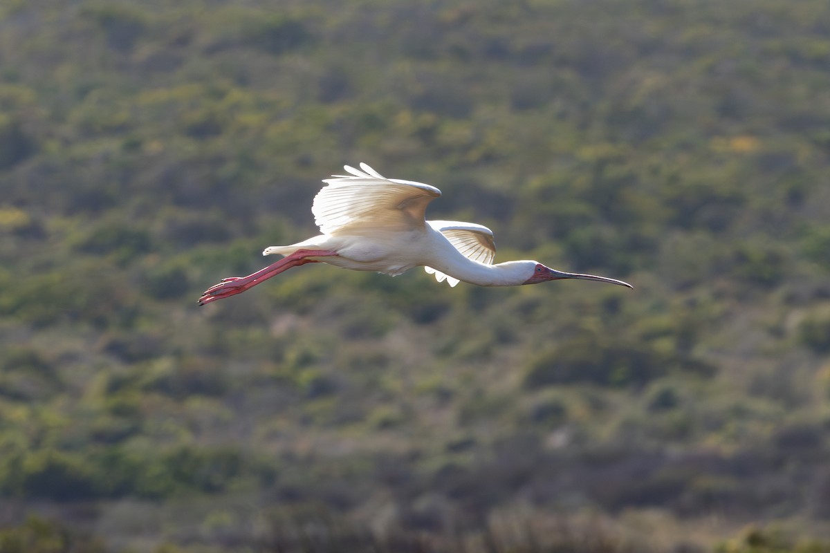 African Spoonbill - ML646595874
