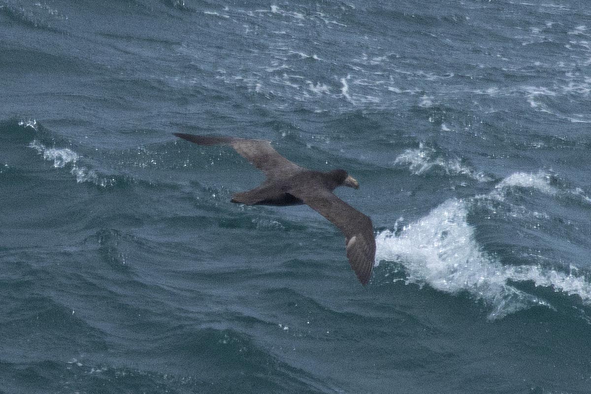 Northern Giant-Petrel - ML646595875