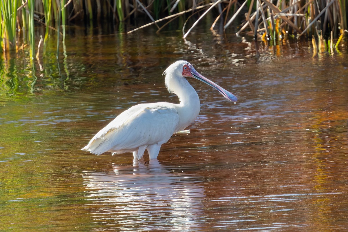 African Spoonbill - ML646595876