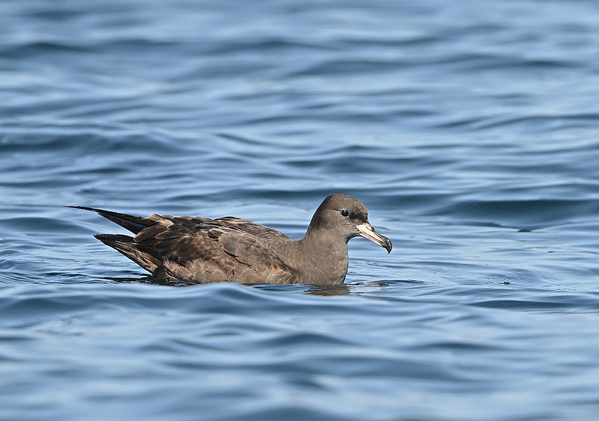 Бледноногий буревестник - ML646595877