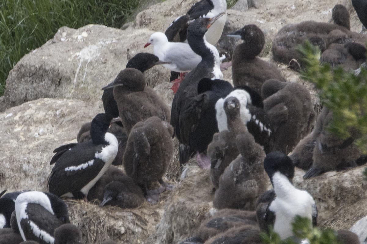 Stewart Island Shag - ML646595880