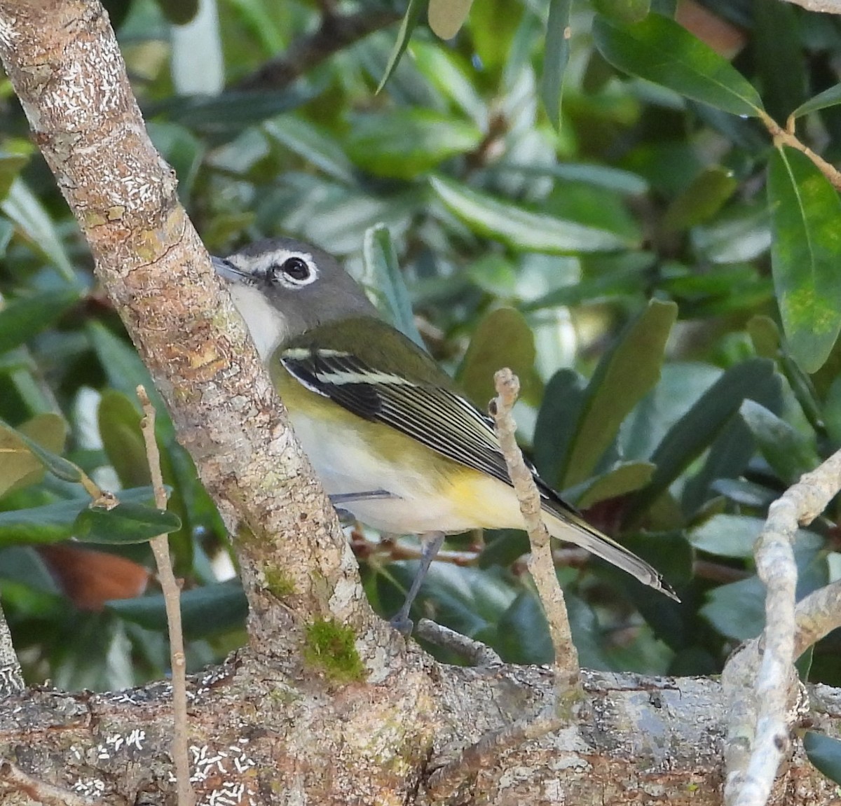 フタスジモズモドキ - ML646595882