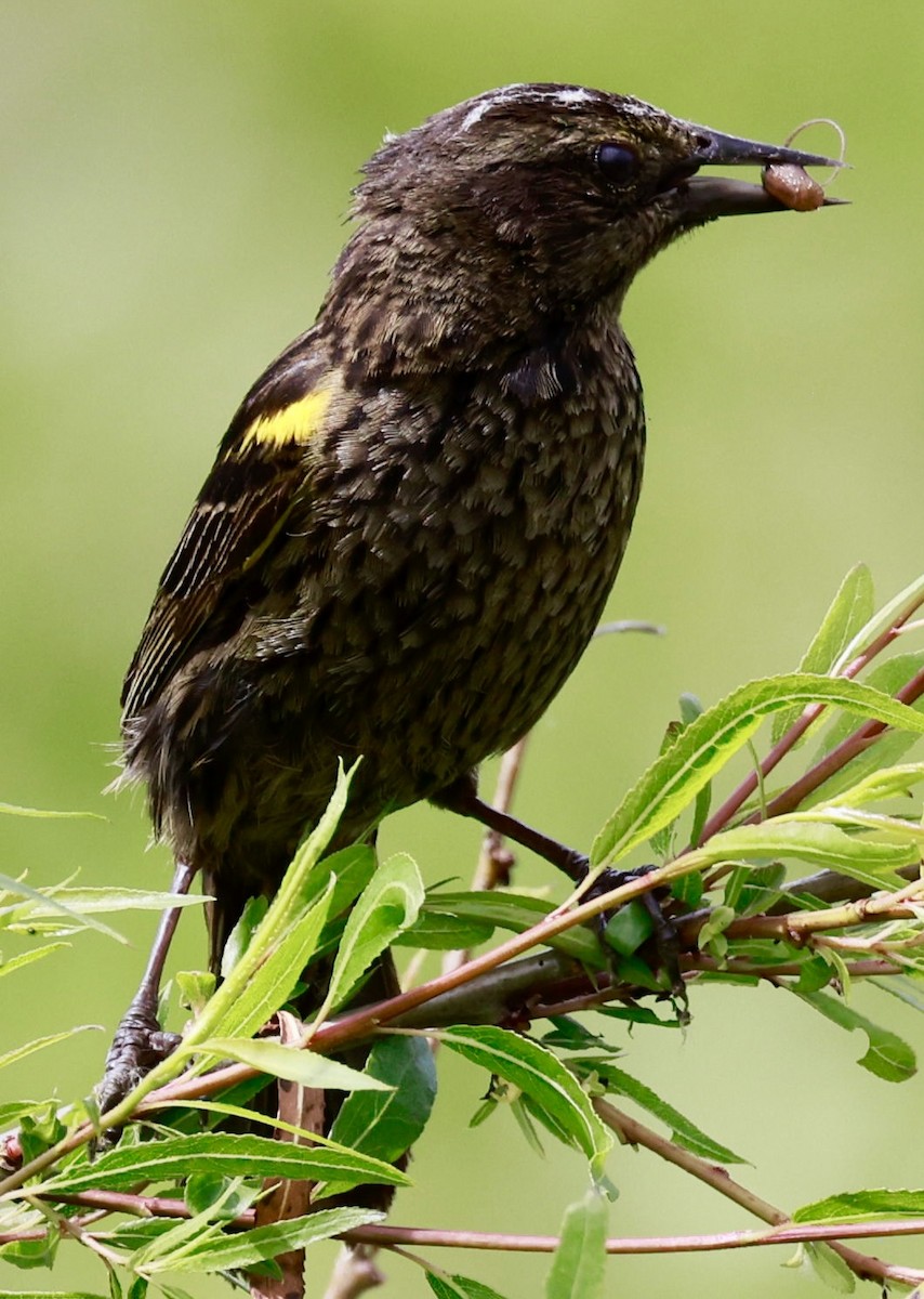 Варілеро золотоплечий - ML646595883