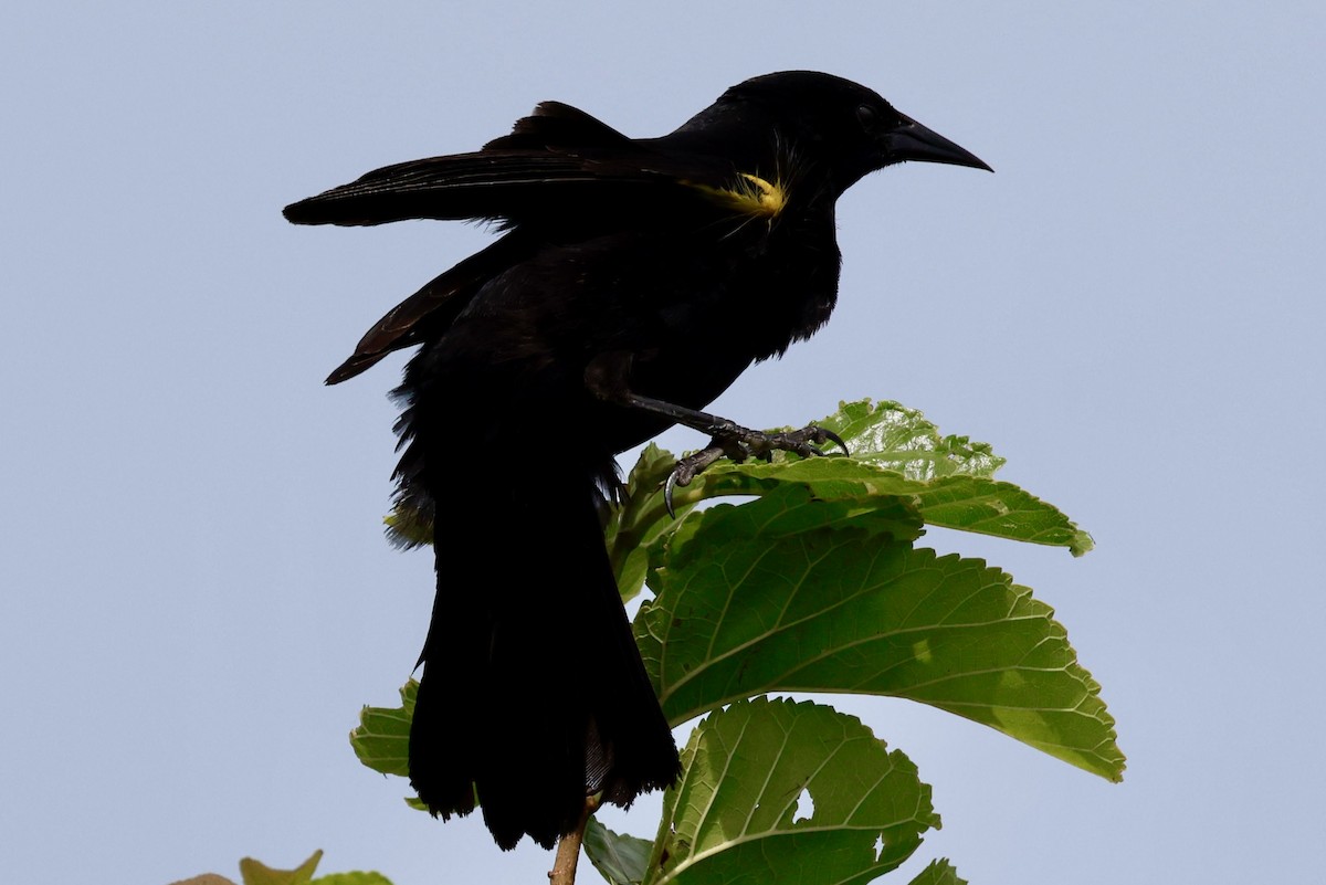 Варілеро золотоплечий - ML646595884