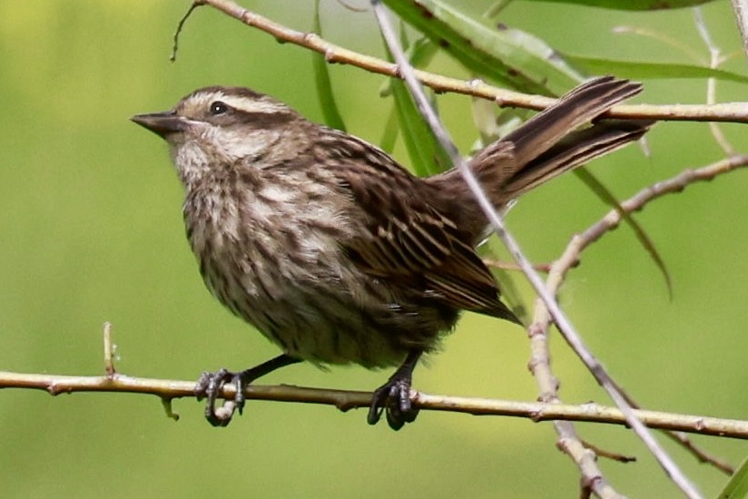Варілеро золотоплечий - ML646595885