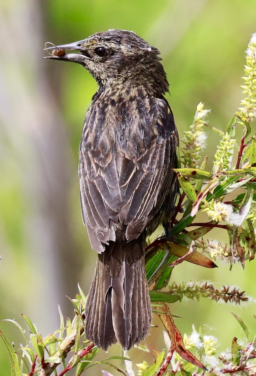 Варілеро золотоплечий - ML646595886