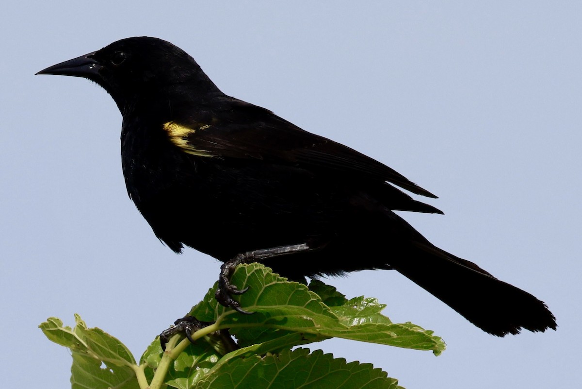 Варілеро золотоплечий - ML646595887