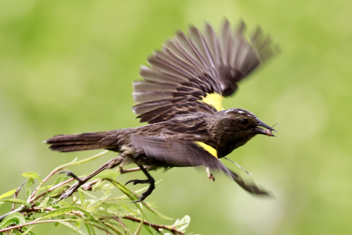 Варілеро золотоплечий - ML646595888