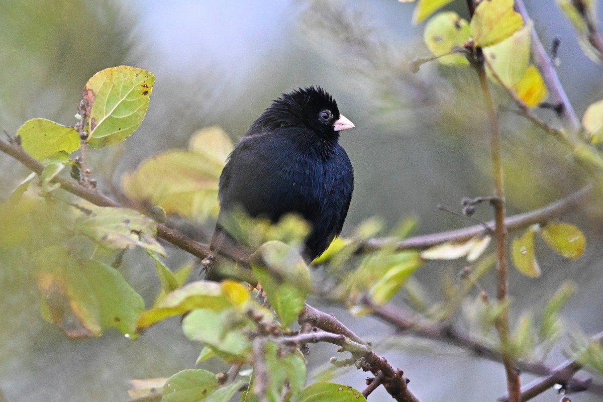 靛藍維達雀 - ML646595889