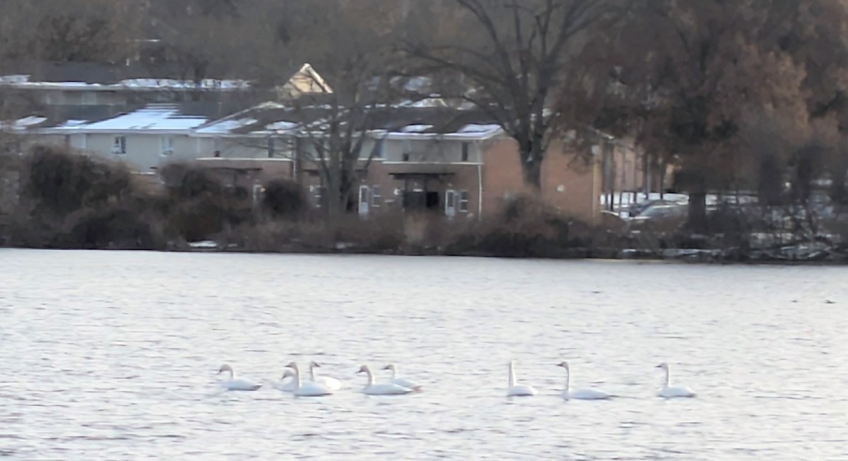 Tundra Swan - ML646595891