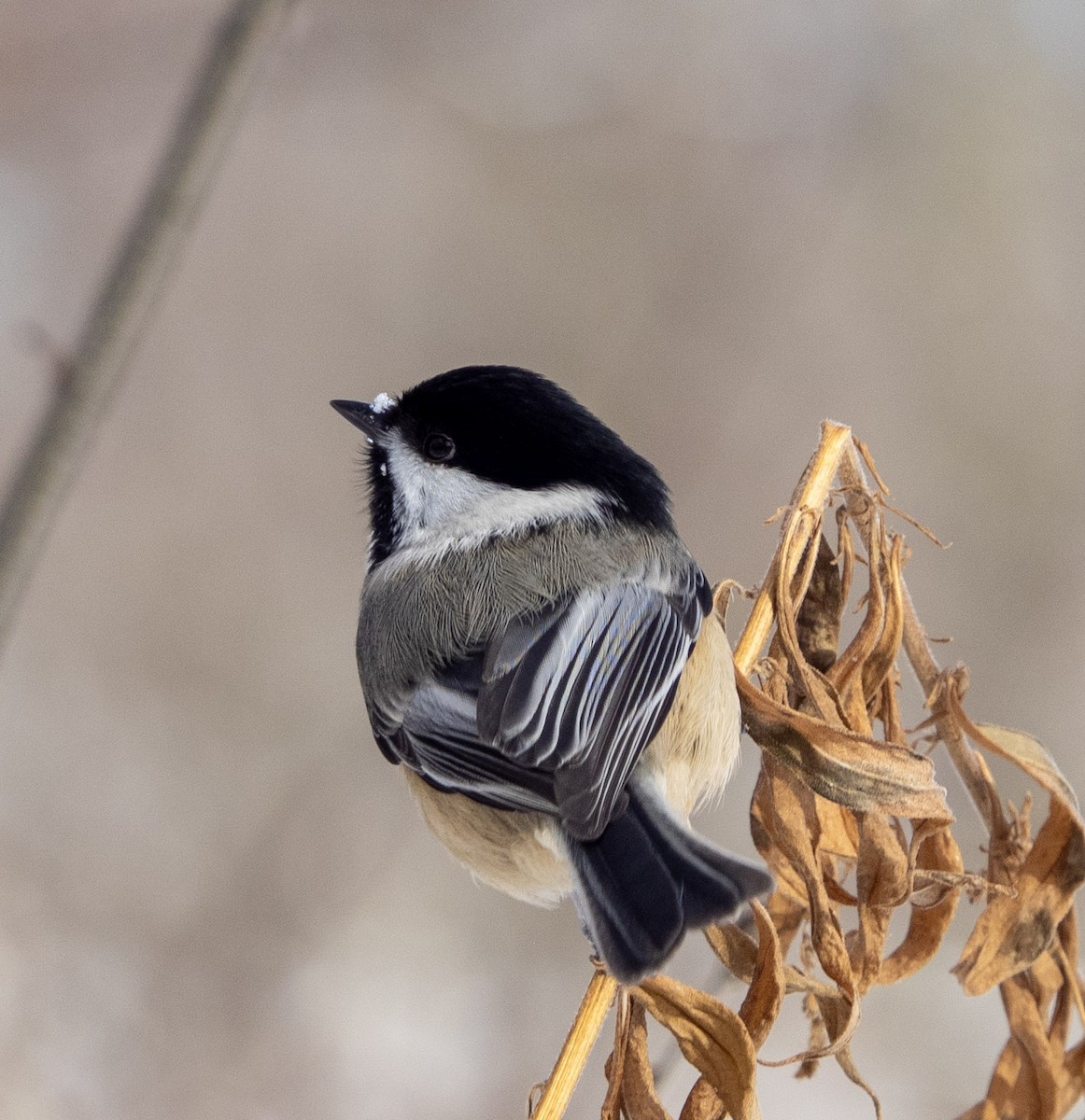 Black-capped Chickadee - ML646595893