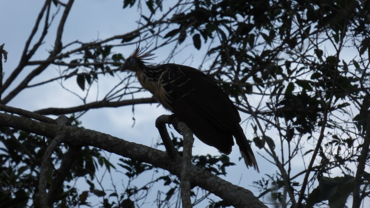 Hoatzin - ML646595895