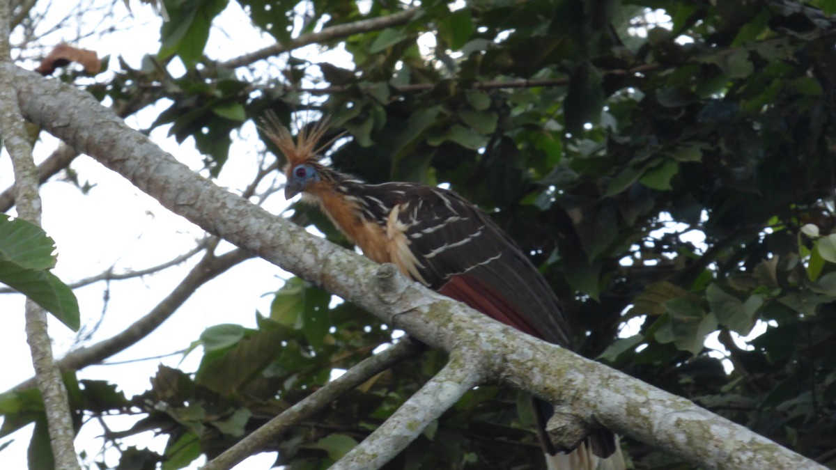 Hoatzin - ML646595896