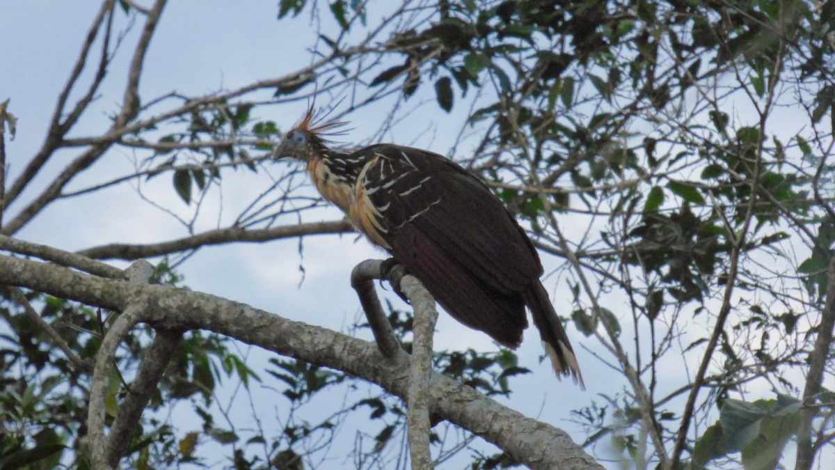 Hoatzin - ML646595898