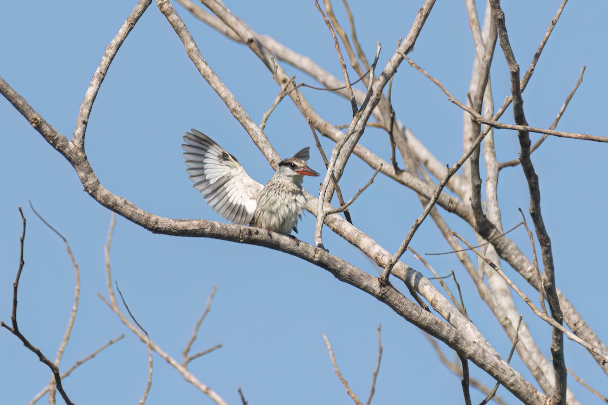 ledňáček žíhaný - ML646595904