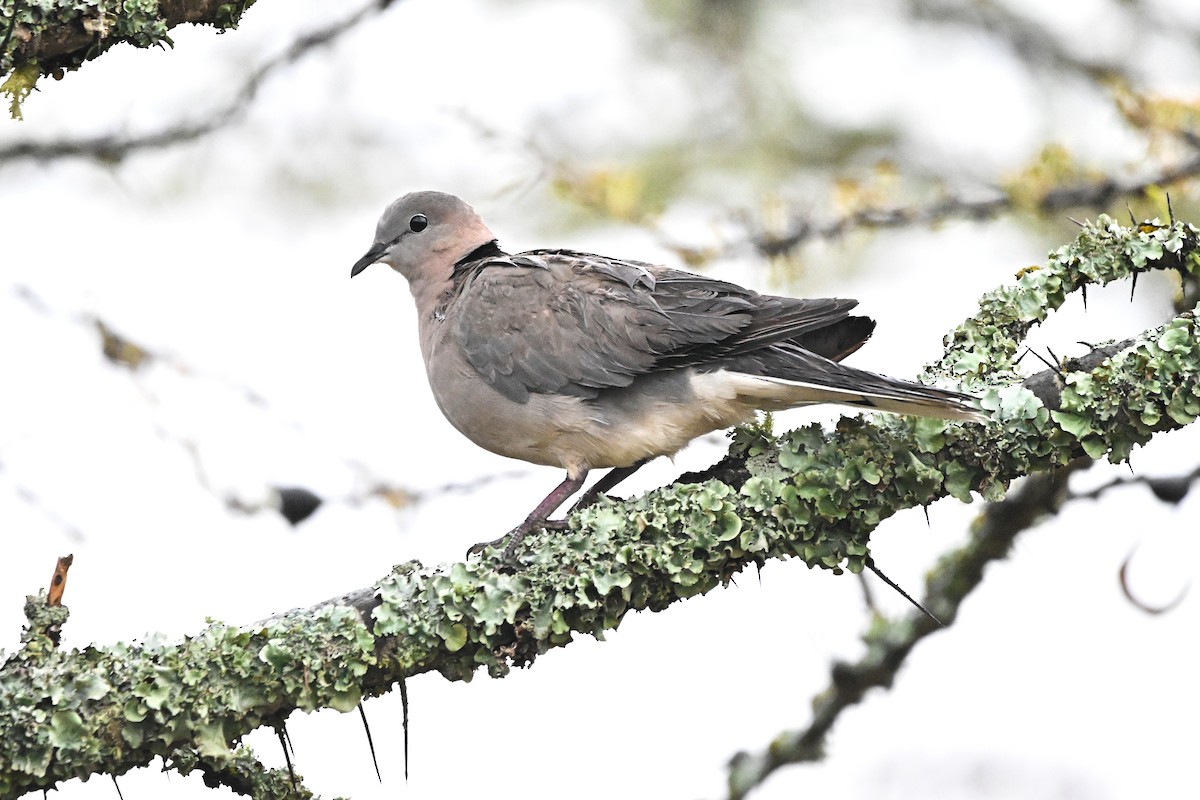 Ring-necked Dove - ML646595907