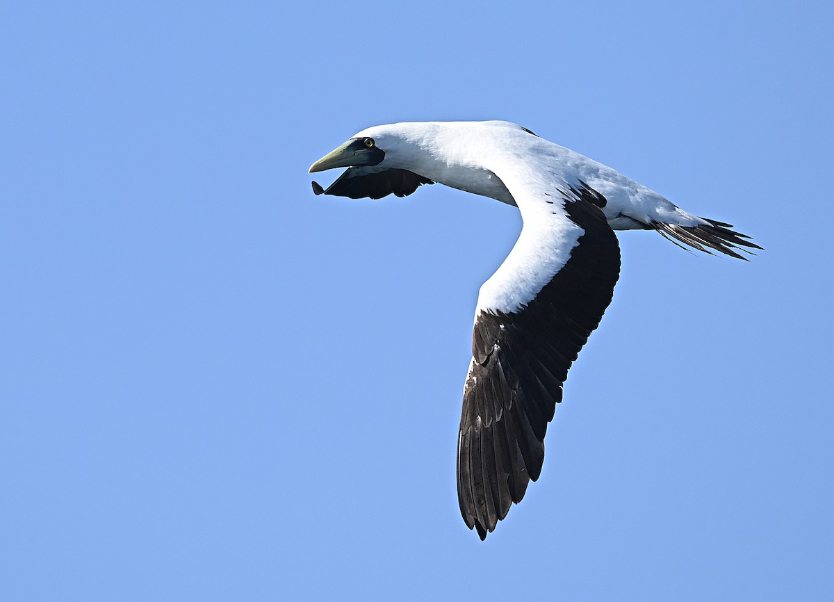 Голуболицая олуша - ML646595908