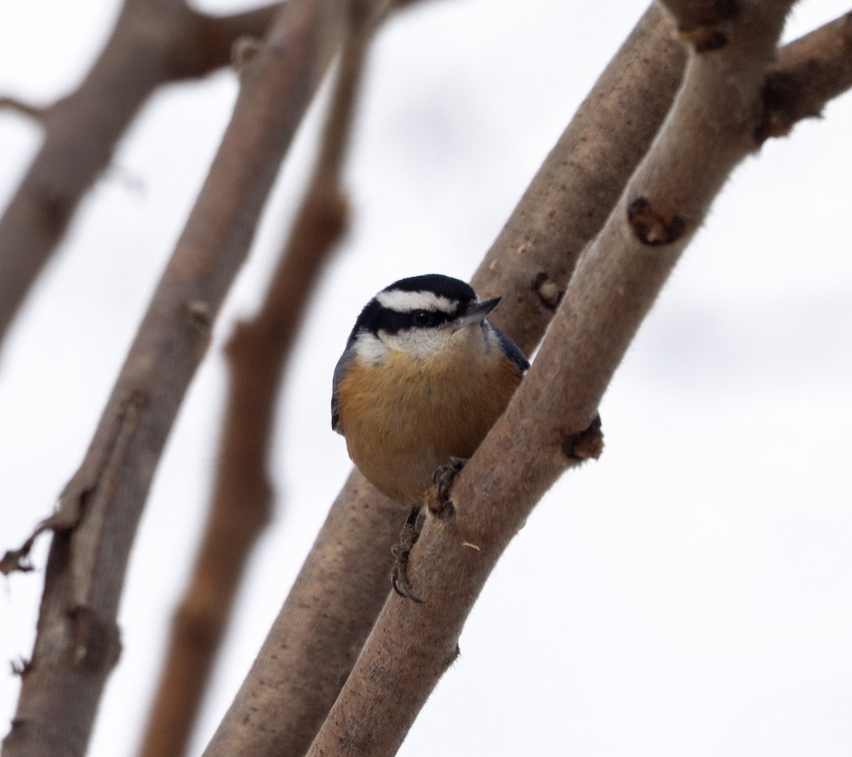 Red-breasted Nuthatch - ML646595909