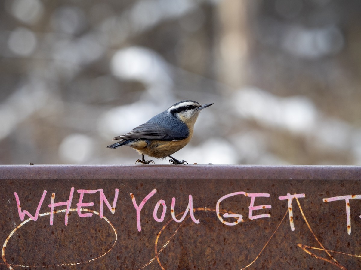 Red-breasted Nuthatch - ML646595910