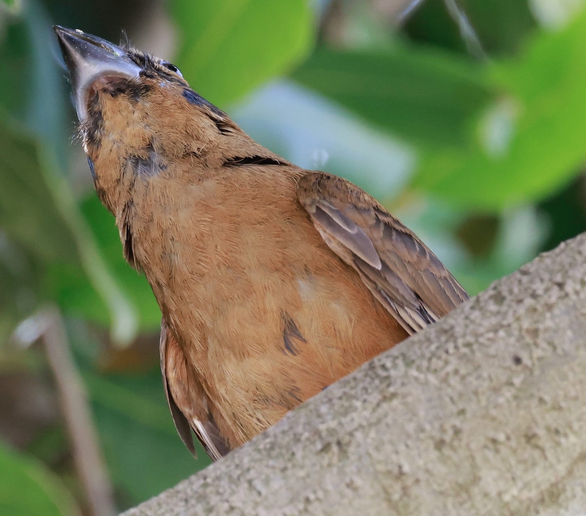 Лускар ультрамариновий - ML646595911