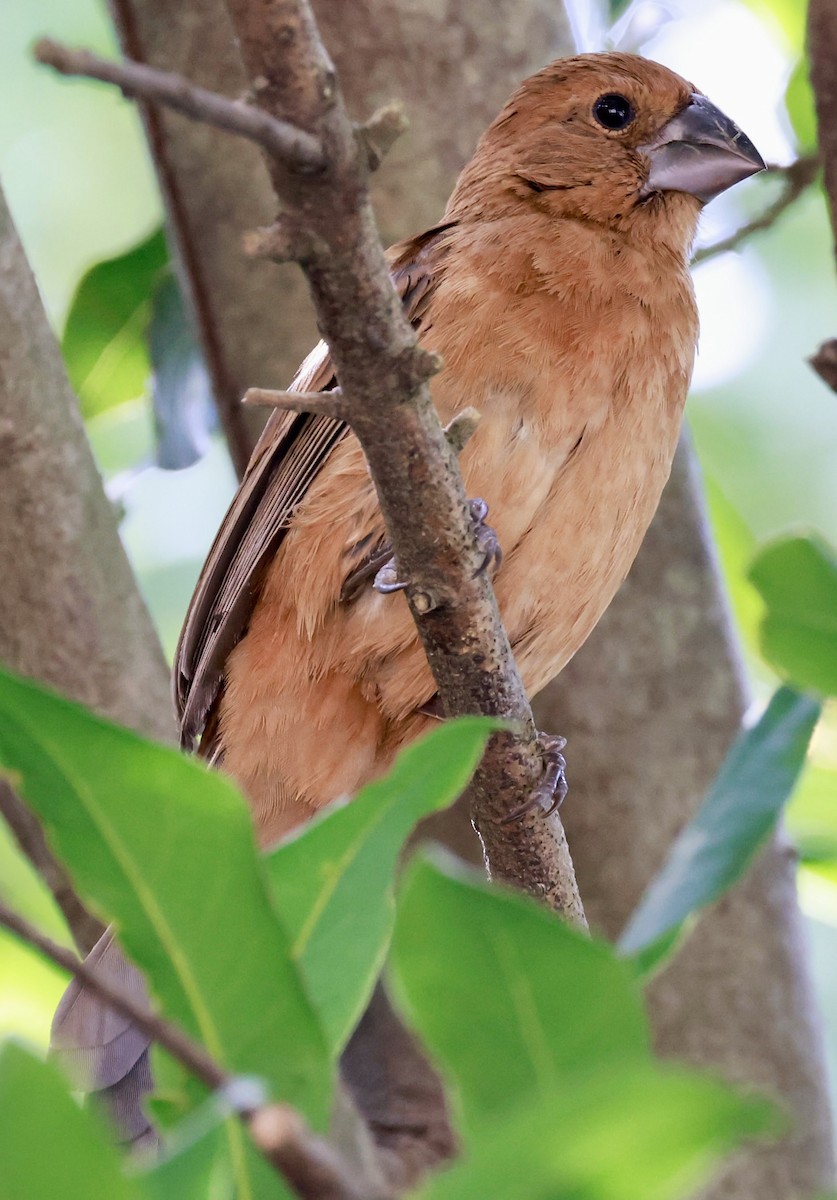 Лускар ультрамариновий - ML646595912
