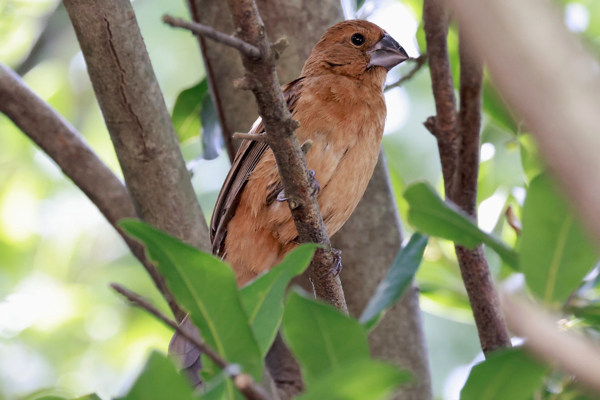 Лускар ультрамариновий - ML646595913