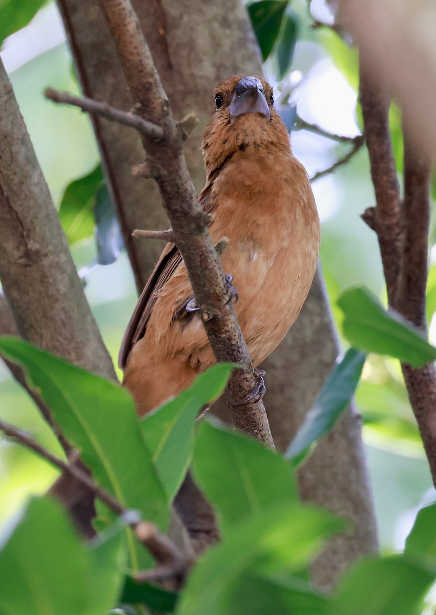 Лускар ультрамариновий - ML646595914