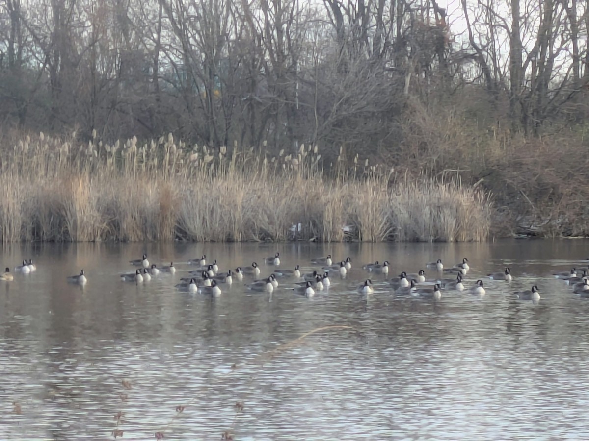 Canada Goose - ML646595915